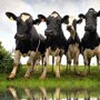 Barenbrug Weidemengsel BG11 SUPER